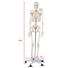 Load image into Gallery viewer, Giantex 70.8" Life Size Skeleton Model, with Roller Stand, 2 Casters with Brake, Removable Parts, Anatomical Poster and Dust Cover, Human Skeleton Model for Anatomy