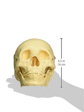 Load image into Gallery viewer, Budget Life-Size Skull
