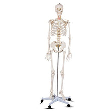 Load image into Gallery viewer, Giantex 70.8" Life Size Skeleton Model, with Roller Stand, 2 Casters with Brake, Removable Parts, Anatomical Poster and Dust Cover, Human Skeleton Model for Anatomy