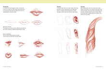 Load image into Gallery viewer, Basics of Drawing: The Ultimate Guide for Beginners