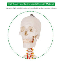 Load image into Gallery viewer, Giantex 70.8" Life Size Skeleton Model, with Roller Stand, 2 Casters with Brake, Removable Parts, Anatomical Poster and Dust Cover, Human Skeleton Model for Anatomy
