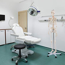 Load image into Gallery viewer, Giantex 70.8" Life Size Skeleton Model, with Roller Stand, 2 Casters with Brake, Removable Parts, Anatomical Poster and Dust Cover, Human Skeleton Model for Anatomy