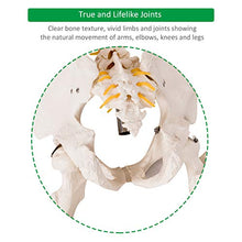 Load image into Gallery viewer, Giantex 70.8" Life Size Skeleton Model, with Roller Stand, 2 Casters with Brake, Removable Parts, Anatomical Poster and Dust Cover, Human Skeleton Model for Anatomy