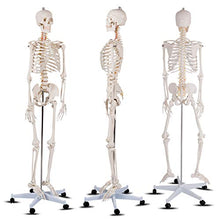 Load image into Gallery viewer, Giantex 70.8" Life Size Skeleton Model, with Roller Stand, 2 Casters with Brake, Removable Parts, Anatomical Poster and Dust Cover, Human Skeleton Model for Anatomy