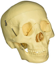 Load image into Gallery viewer, Budget Life-Size Skull