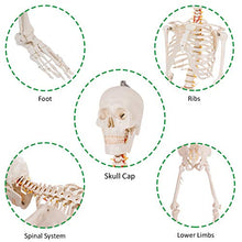 Load image into Gallery viewer, Giantex 70.8" Life Size Skeleton Model, with Roller Stand, 2 Casters with Brake, Removable Parts, Anatomical Poster and Dust Cover, Human Skeleton Model for Anatomy