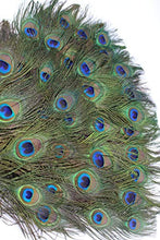 Load image into Gallery viewer, Garvest Natural Peacock Feathers – 10 to 12-Inch Eyed Peacock Tail Feathers – DIY Craft Decoration for Weddings, Halloween, Anniversaries, Christmas, Holidays, Costumes – Set of 50 Peacock Feathers