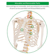 Load image into Gallery viewer, Giantex 70.8" Life Size Skeleton Model, with Roller Stand, 2 Casters with Brake, Removable Parts, Anatomical Poster and Dust Cover, Human Skeleton Model for Anatomy