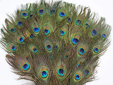 Load image into Gallery viewer, Garvest Natural Peacock Feathers – 10 to 12-Inch Eyed Peacock Tail Feathers – DIY Craft Decoration for Weddings, Halloween, Anniversaries, Christmas, Holidays, Costumes – Set of 50 Peacock Feathers