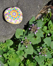 Load image into Gallery viewer, Creativity for Kids Hide & Seek Rock Painting Kit - Arts & Crafts For Kids - Includes Rocks & Waterproof Paint