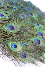 Load image into Gallery viewer, Garvest Natural Peacock Feathers – 10 to 12-Inch Eyed Peacock Tail Feathers – DIY Craft Decoration for Weddings, Halloween, Anniversaries, Christmas, Holidays, Costumes – Set of 50 Peacock Feathers