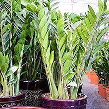 Load image into Gallery viewer, 200 PCS Floral Stem Wire Flower Arrangements and DIY Crafts,Dark Green,Floral Wire for Florist Flower Arrangement 16 Inches