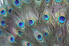 Load image into Gallery viewer, Garvest Natural Peacock Feathers – 10 to 12-Inch Eyed Peacock Tail Feathers – DIY Craft Decoration for Weddings, Halloween, Anniversaries, Christmas, Holidays, Costumes – Set of 50 Peacock Feathers