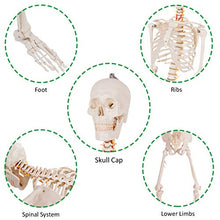 Load image into Gallery viewer, Giantex 70.8&quot; Life Size Skeleton Model, with Roller Stand, 2 Casters with Brake, Removable Parts, Anatomical Poster and Dust Cover, Human Skeleton Model for Anatomy
