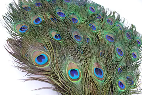 Garvest Natural Peacock Feathers – 10 to 12-Inch Eyed Peacock Tail Feathers – DIY Craft Decoration for Weddings, Halloween, Anniversaries, Christmas, Holidays, Costumes – Set of 50 Peacock Feathers