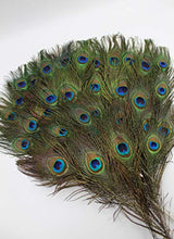 Load image into Gallery viewer, Garvest Natural Peacock Feathers – 10 to 12-Inch Eyed Peacock Tail Feathers – DIY Craft Decoration for Weddings, Halloween, Anniversaries, Christmas, Holidays, Costumes – Set of 50 Peacock Feathers
