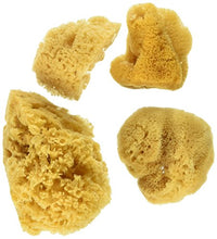 Load image into Gallery viewer, Natural Ocean Artist Sponges, 3 Silk/1 Jumbo, 4/pkg
