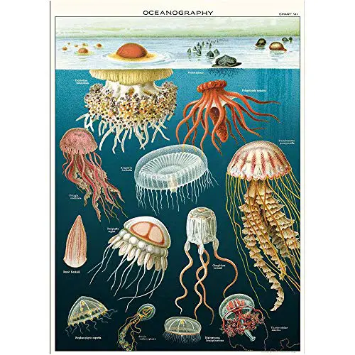 Cavallini Decorative Wrap Poster, Jellyfish, 20 x 28 inch Italian Archival Paper (WRAP/Jelly)